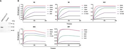 Patient-derived monoclonal antibodies to SARS-CoV-2 nucleocapsid protein N-terminal and C-terminal domains cross-react with their counterparts of SARS-CoV, but not other human betacoronaviruses